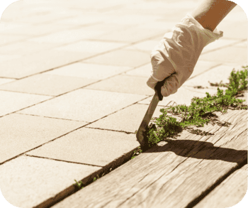 Gloved hand using a tool to remove weeds growing between patio pavers and wooden decking.